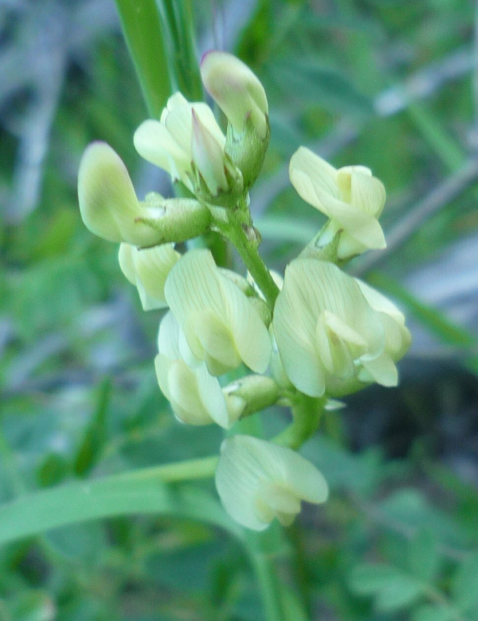 High Resolution Astragalus sp. Flower